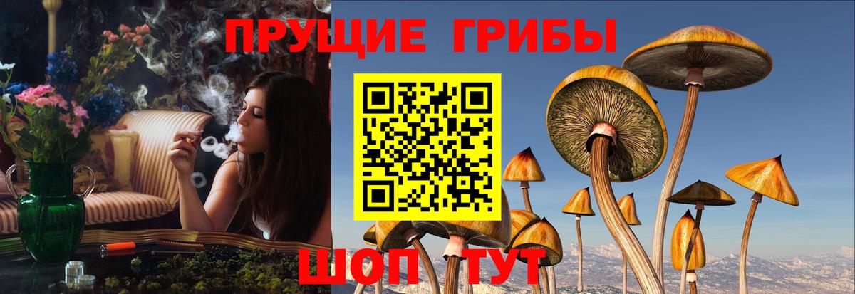 Галлюциногенные грибы Psilocybe Барнаул
